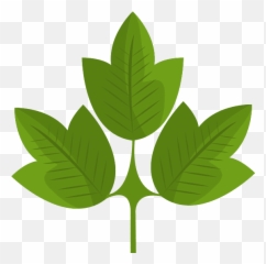 Leafy Tree Icon - Canva Theme For Water Save png