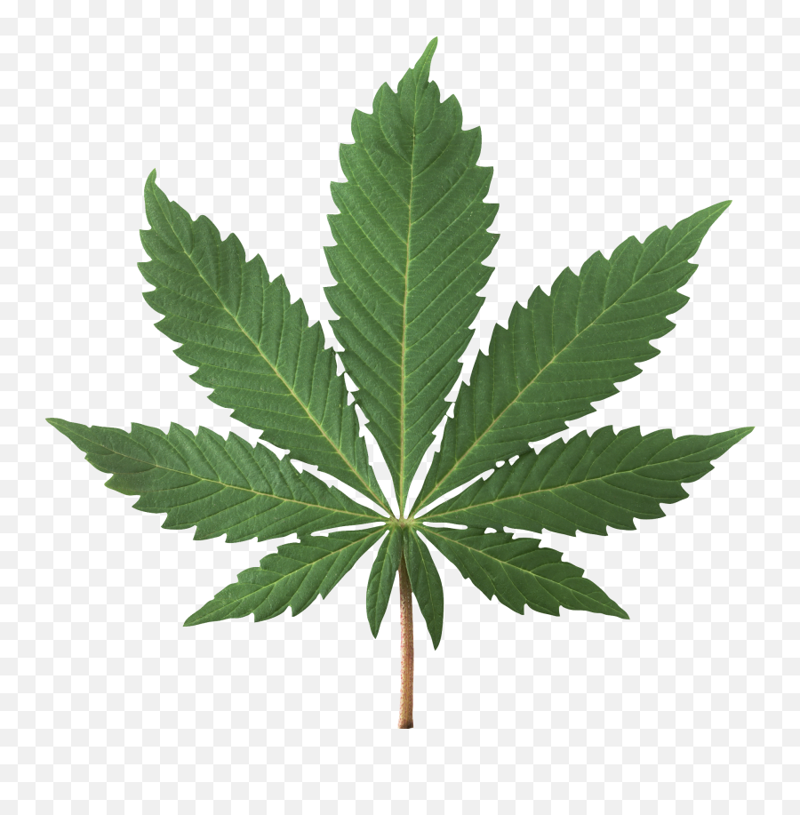 Download Cannabis Plant Png Image - Cannabis Leaf Png,Marijuana Plant Png