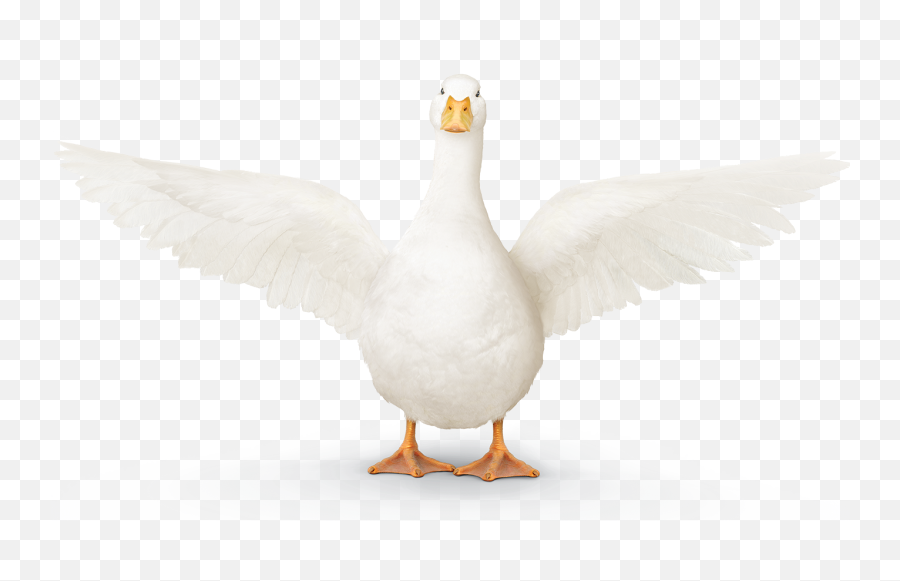 Library Of Aflac Duck Banner Free Stock Png Files - Goose,Duck Clipart Png
