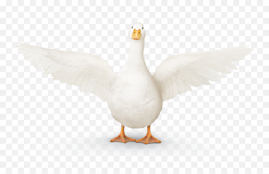 aflac duck clipart free