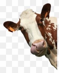 Proyecto Final By Lyndi2606 - Animal Looking Around Corner Png,Vaca Png