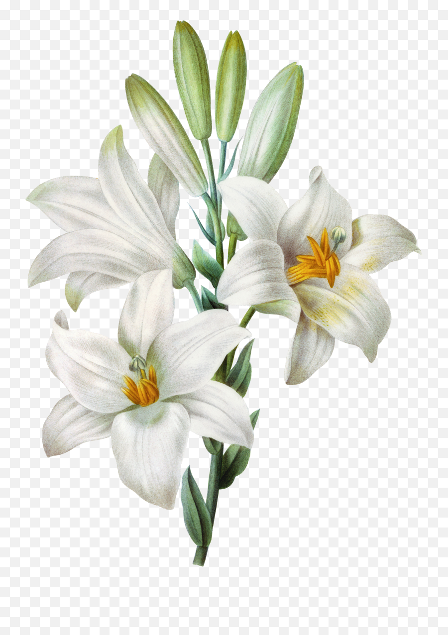 Download Watercolor Easter Lilium - Transparent Background White Lily Png,Easter Lily Png