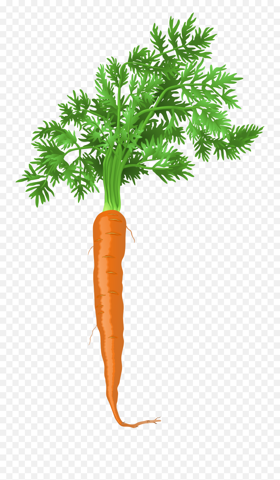 Carrot Plant Transparent U0026 Png Clipart Free Download - Ywd,Carrot Transparent Background