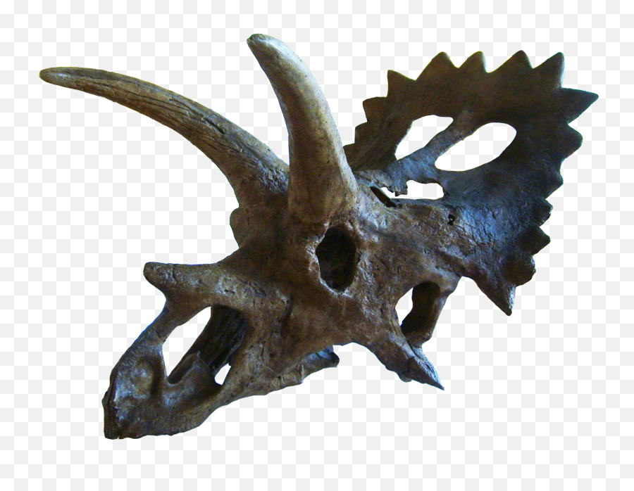 Anchiceratops - Transparent Triceratops Skull Png,Dinosaur Skull Png