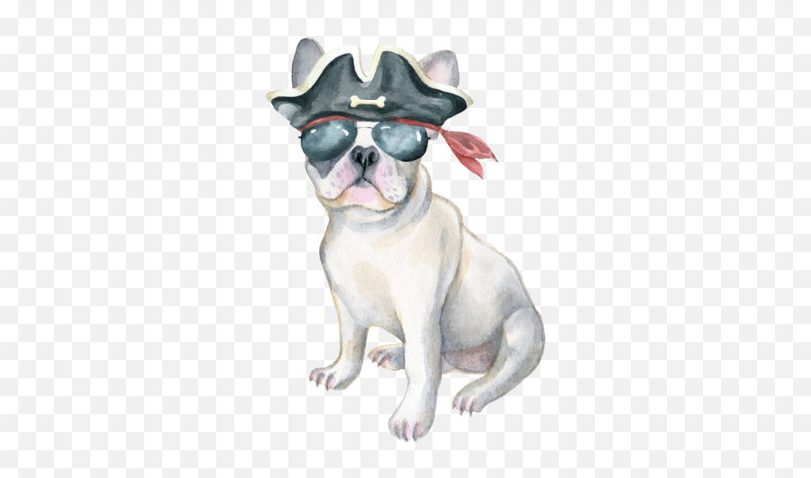 Frenchie French Bulldog Pirate Hat 2 By Vroomie Inktale Png Transparent