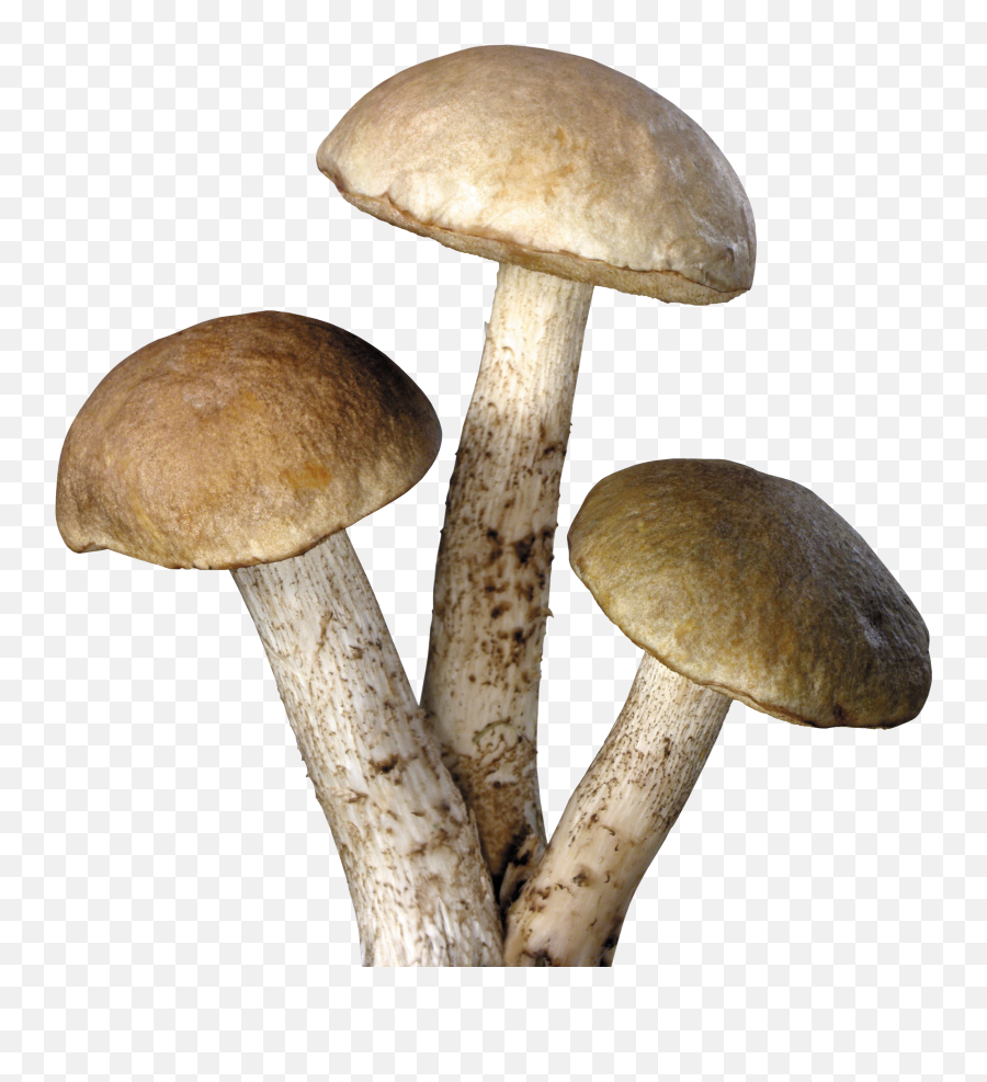 Mushroom Png Transparent Free Images - Mushroom Png Transparent,Mushroom Png