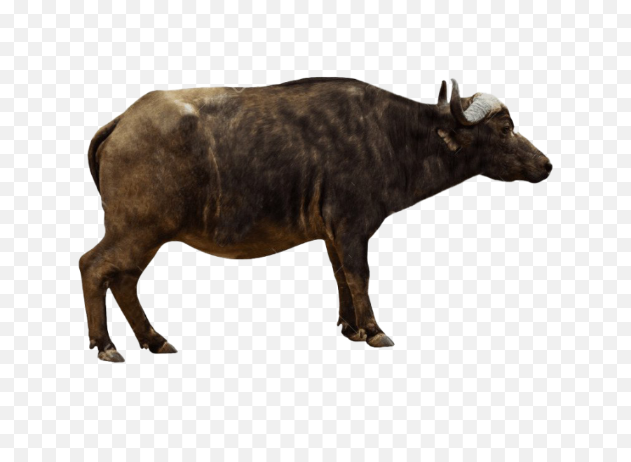 Ox Animal Png Transparent Images - African Buffalo Side Profile,Animals Transparent Background