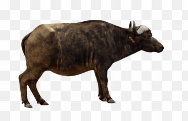 Ox Animal Png Transparent Images - African Buffalo Side Profile