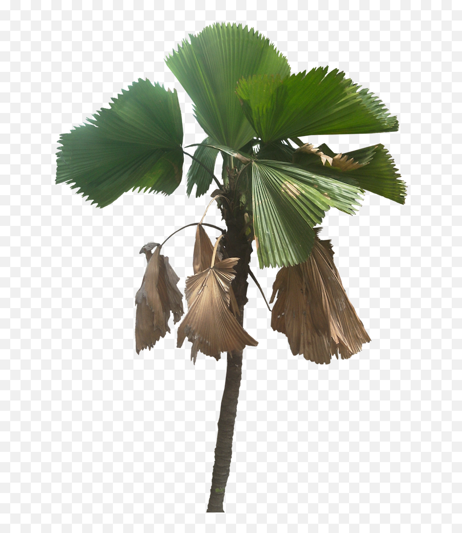 Download Tree Cut Out Fan Palm Plant Pictures Tropical - Palm Trees Png,Tropical Plants Png