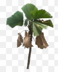 Download Tree Cut Out Fan Palm Plant Pictures Tropical - Trees png