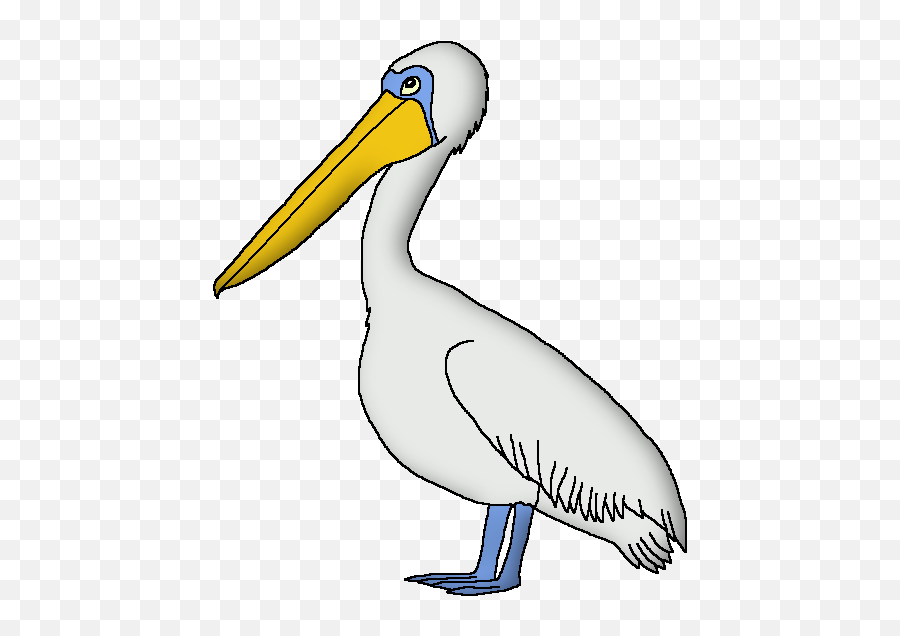 Wildlife Animal Pedia Wiki - White Pelican Png,Pelican Png