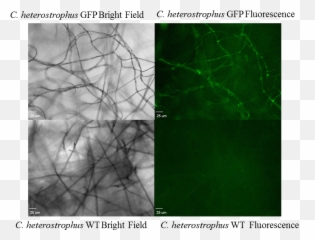 Teamcornellprojectwetlabfungal Toolkitfungal - Gfp Expressed Fungi Png,Fungi Png