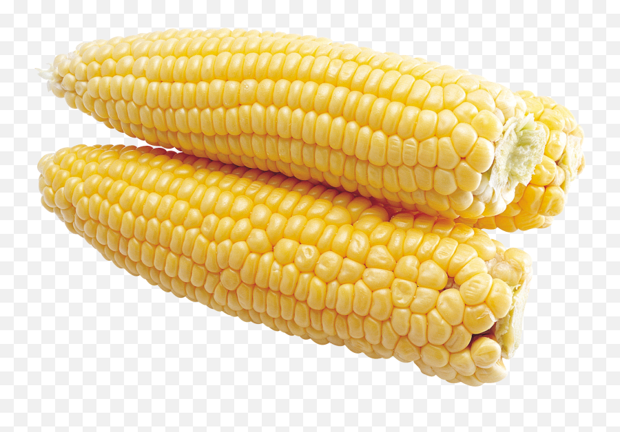 Corn Png Free Download 33 Images Cob