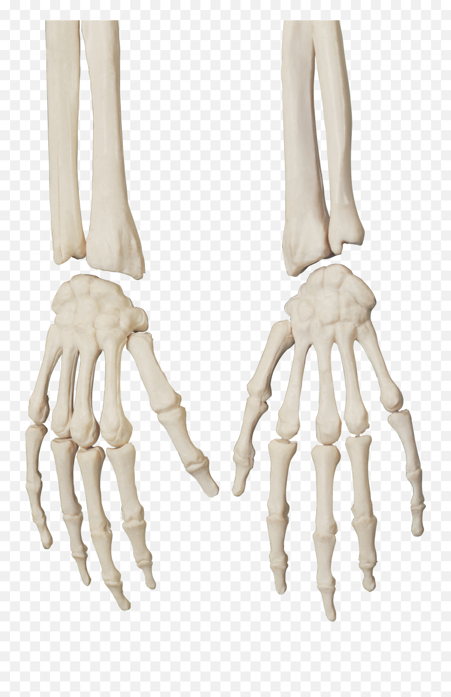 Skeleton Png - Transparent Skeleton Hand Png,Skeleton Hand Png