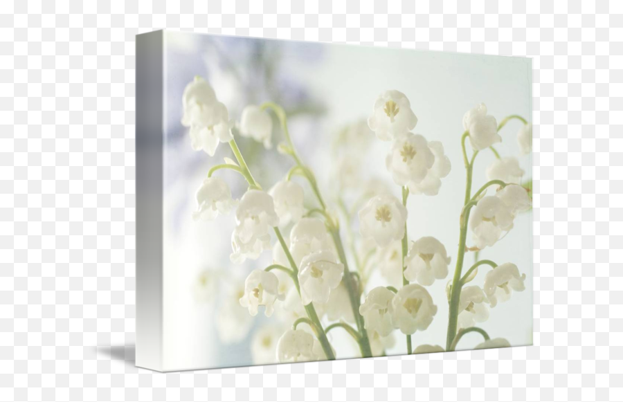 Lily Of The Valley By Judy Stalus - Lily Of The Valley Png,Lily Of The Valley Png