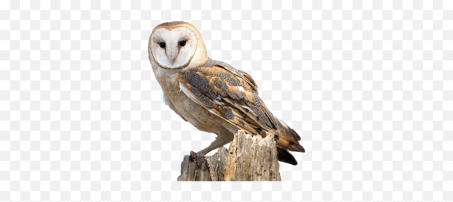 Owls Png - Tawny Owl Transparent Background,Owls Png
