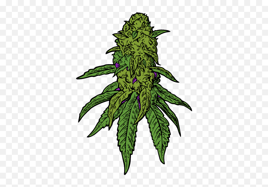 Parts Of The Cannabis Plant And Their - Planta De Marihuana Dibujo Png,Marihuana Png