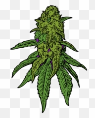 Parts Of The Cannabis Plant And Their - Planta De Marihuana Dibujo Png,Marihuana Png
