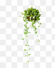 Burnham Parish Council - Bamboo Png,Hanging Plants Png