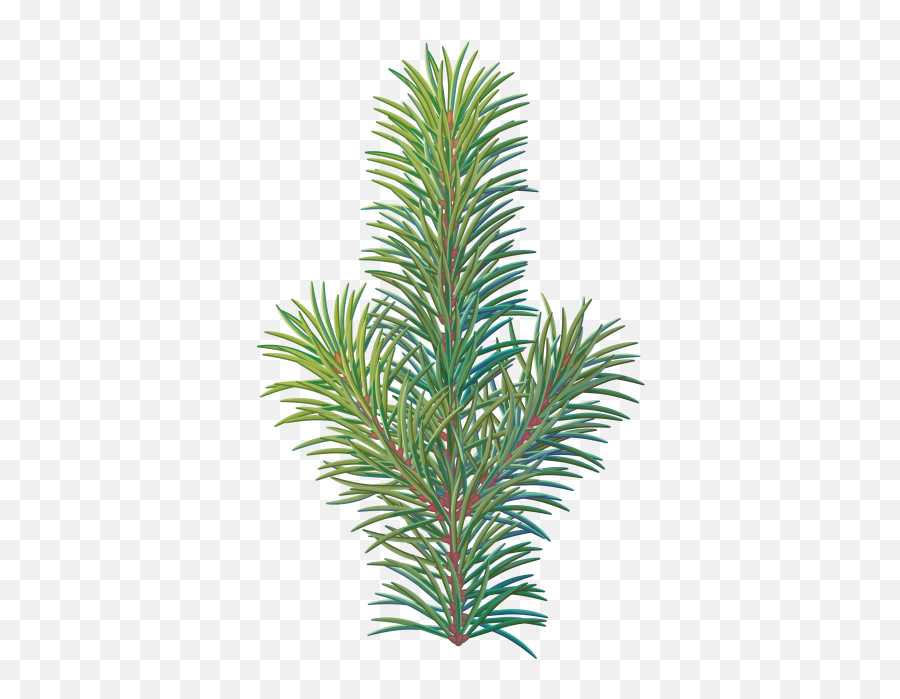 Download Pine Tree Branch - Western Yew Png,Pine Tree Branch Png