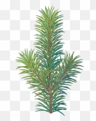 Download Pine Tree Branch - Western Yew png