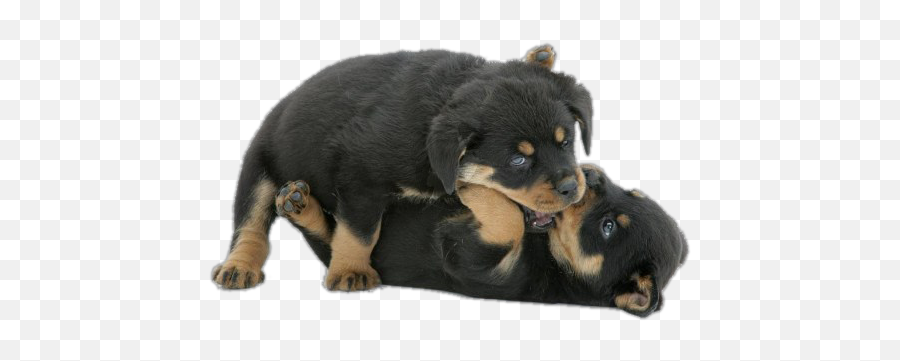 Pantheon Rottweiler Puppies God Like - Rottweiler Bite Png,Rottweiler Png