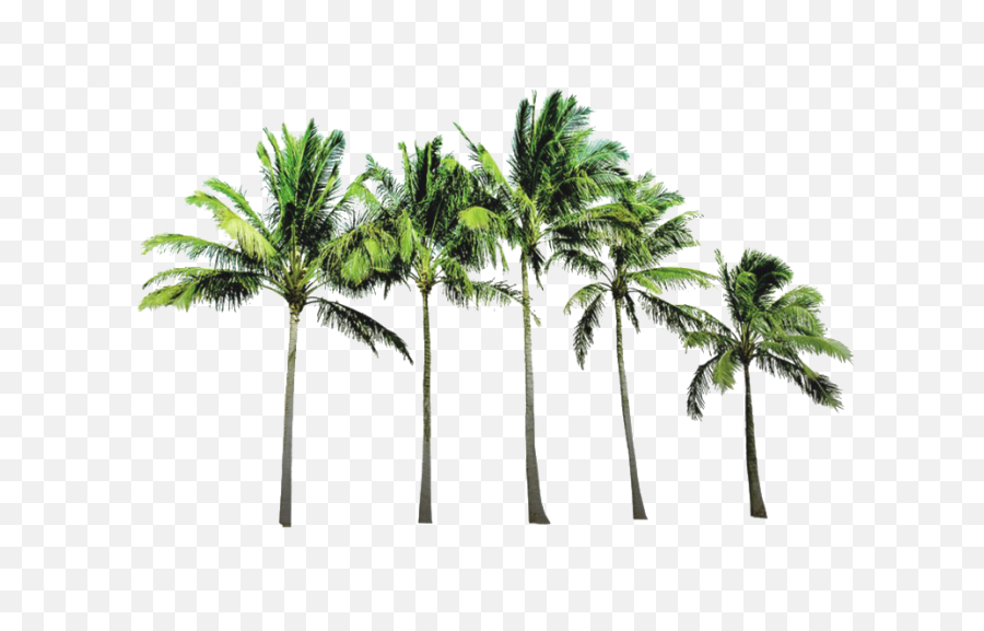 Download Coconut Tree Png Picture - Coconut Trees Background Png,Coconut Tree Png