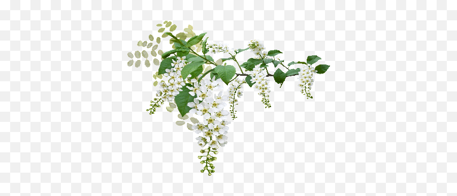 White Spring Blossoms Blossom Flower - Wedding Green Flowers Png,White Flower Transparent