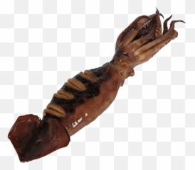 Giant Squid Png - Cuttlefish Png Transparent Background Decapods,Squid Png