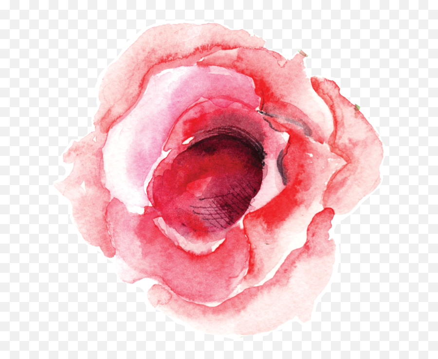 Download Single Rose Bloom - Rose Png Image With No Flower Single Watercolor Background Png Transparent,Single Rose Png