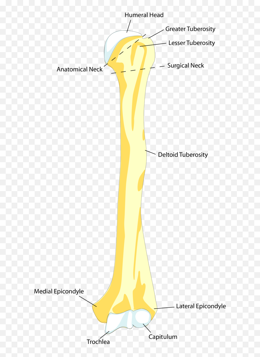 Httpjasperwpkaptestcomcontentmedia5339453127 - Colo Cirurgico Do Umero Png,Skeleton Arm Png