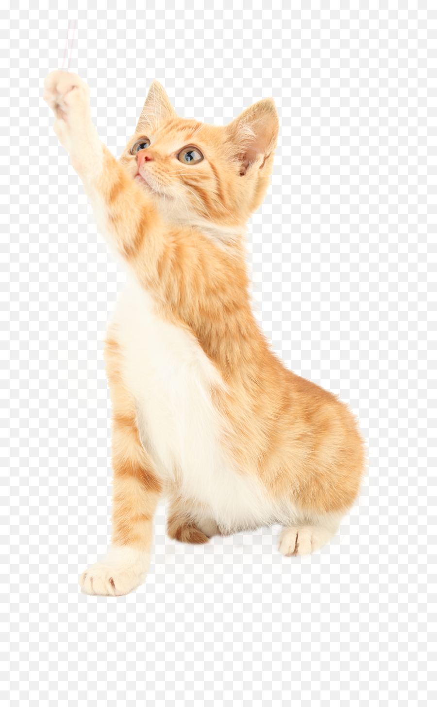 Free Png Cat - Konfest Squitten,Transparent Cat