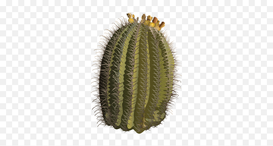 Ferocactus Wislizeni Fishhook Barrel Ca 1348175 - Png Hedgehog Cactus,Cacti Png