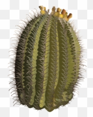Ferocactus Wislizeni Fishhook Barrel Ca 1348175 - Png Hedgehog Cactus,Cacti Png