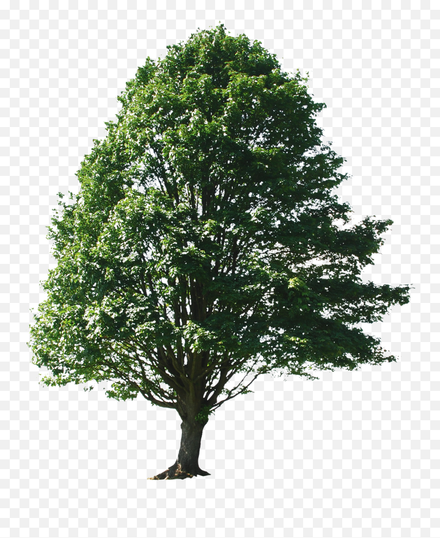 Pin Png Big Tree