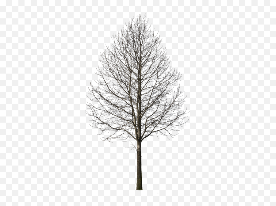 Download Free Png Deciduous Tree Winter I Portfolio - Deciduous Trees In Winter,Tree Plan Png