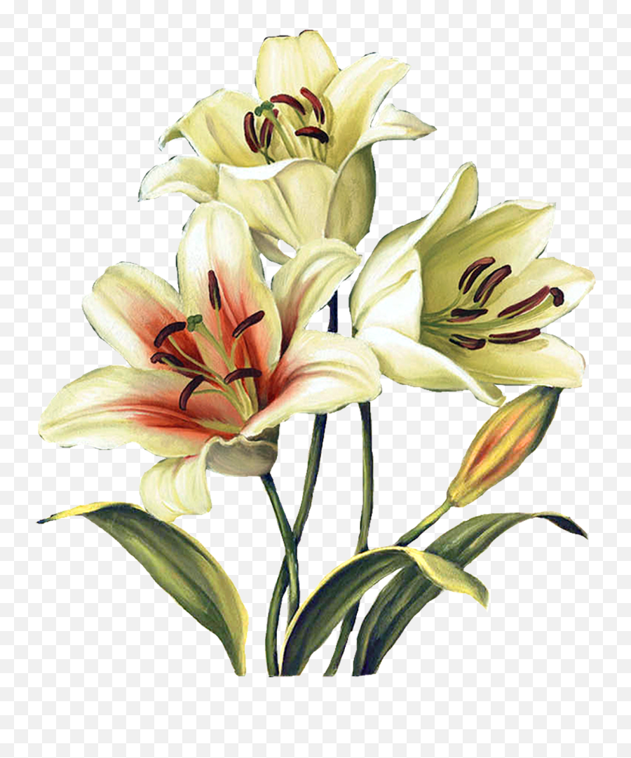 Lily Garland Png - Lilies Clipart,Easter Lily Png