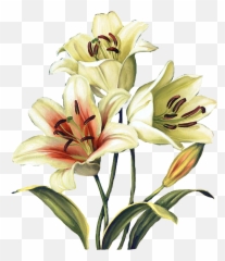 Lily Garland Png - Lilies Clipart