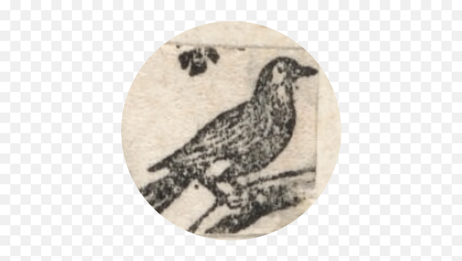 Poem Archive - Dickinsonu0027s Birds Crows Png,Felicity Jones Icon
