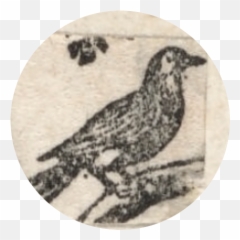 Poem Archive - Dickinsonu0027s Birds Crows png