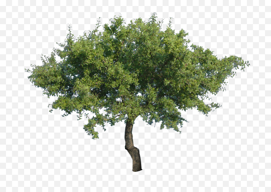 Tree Transparent Png Clipart Free - Transparent Background Tree Png,Tree Canopy Png