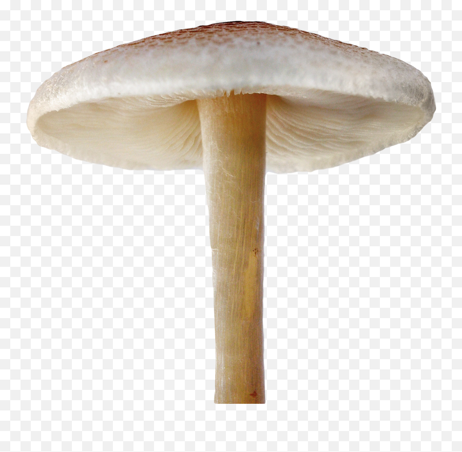 Download Mushroom Png Image For Free - Mushroom Png,Mushroom Png