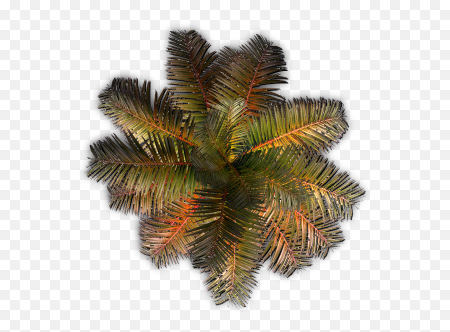 Index Of Mappingterrainplantspalm - Roystonea Png,Palm Png