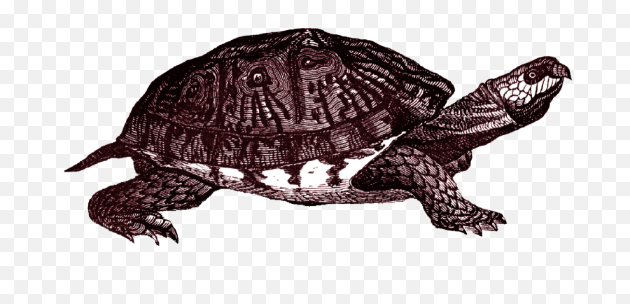 Download Free Png Box Turtle Clipart - Transparent Turtle Png Snapping,Turtle Clipart Png
