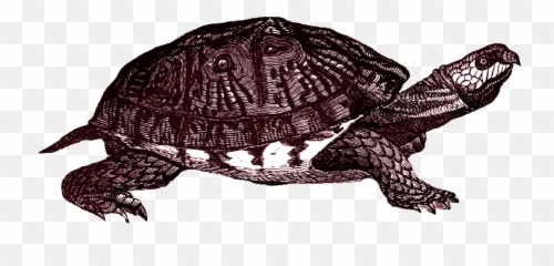 Download Free Png Box Turtle Clipart - Transparent Turtle Png Snapping,Turtle Clipart Png