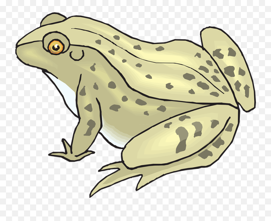 Download Hd Bullfrog Clipart Toad - Transparent Background Toad Clipart Png,Toad Png