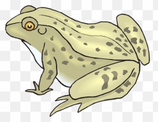Download Hd Bullfrog Clipart Toad - Transparent Background Toad Clipart Png,Toad Png