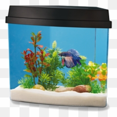 Betta Fish Aquarium And Tank Decorations Petsmart National - Decorating Betta Fish Tank Png,Fish Tank Png