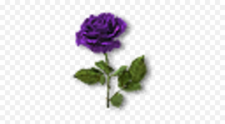 Violet Rose - Rose Png,Purple Rose Png