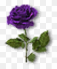 Violet Rose - png